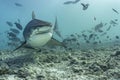 Tiger shark face on Fuvahmulah Royalty Free Stock Photo