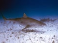 A Tiger Shark (Galeocerdo cuvier) in Bimini Royalty Free Stock Photo