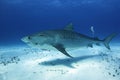 Tiger Shark Royalty Free Stock Photo