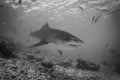 Tiger Shark - Galeocerdo cuvier Royalty Free Stock Photo