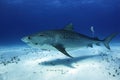 Tiger Shark with Hook Royalty Free Stock Photo