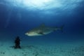 Tiger Shark Royalty Free Stock Photo