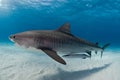 A tiger shark gliding gracefully past accompanied by a remora fish