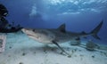 Tiger Shark Grand Bahama, Bahamas Royalty Free Stock Photo