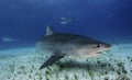 Tiger Shark Grand Bahama, Bahamas Royalty Free Stock Photo