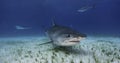 Tiger Shark Grand Bahama, Bahamas Royalty Free Stock Photo