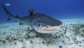 Tiger Shark Grand Bahama, Bahamas Royalty Free Stock Photo