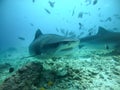 Tiger shark in open ocean, Maldives diving