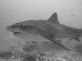 Tiger shark in open ocean, Maldives diving