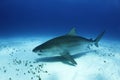 Tiger Shark over Seabed Royalty Free Stock Photo