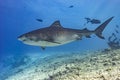 Tiger shark side profile over sand Royalty Free Stock Photo