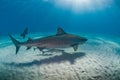 Tiger shark and sucba diver underwater encounter Royalty Free Stock Photo