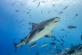 Tiger shark surrounded by fish Royalty Free Stock Photo