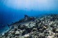 Tiger Shark swim in ocean. Diving with sharks in Maldives Royalty Free Stock Photo