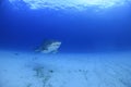 Tiger Shark Swimming Alone over Sandy Ocean Bottom