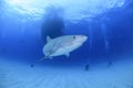 Tiger Shark Swimming in Clear Ocean Waters of Bahamas Royalty Free Stock Photo