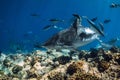 Tiger Shark swimming close up with tropical fish in transparent ocean Royalty Free Stock Photo