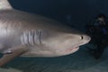 Tiger Shark Royalty Free Stock Photo