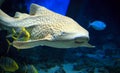 Tiger shark swimming underwater