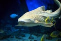 Tiger shark swimming underwater