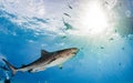 Tiger shark at Tigerbeach, Bahamas Royalty Free Stock Photo