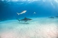 Tiger shark at Tigerbeach, Bahamas