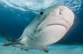 Tiger shark at Tigerbeach, Bahamas Royalty Free Stock Photo