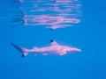 Tiger shark under clear blue water. Royalty Free Stock Photo