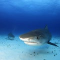 Tiger Sharks Approaching