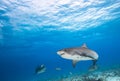 Tiger sharks, Caribbean sea, Bahamas. Royalty Free Stock Photo