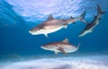 Tiger sharks, Caribbean sea, Bahamas. Royalty Free Stock Photo