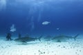 Tiger Sharks