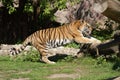 Tiger sharpens its claws