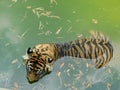 Tiger, Shot from Above View Royalty Free Stock Photo