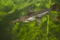 The Tiger Shovelnose Catfish Pseudoplatystoma fasciatum.