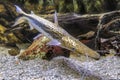 Tiger Shovelnose Catfish - Sorubim lima Duckbill Catfish