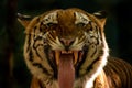 Tiger showing teeth and tongue Royalty Free Stock Photo