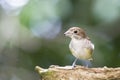 Tiger Shrike in a blurred background Royalty Free Stock Photo