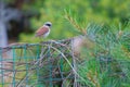 Tiger Shrike Royalty Free Stock Photo