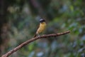 Tiger Shrike in forest Royalty Free Stock Photo