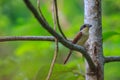 Tiger Shrike in forest Royalty Free Stock Photo