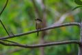 Tiger Shrike in forest Royalty Free Stock Photo