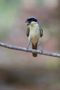 Tiger Shrike in forest Royalty Free Stock Photo