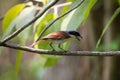 Tiger Shrike in forest Royalty Free Stock Photo