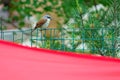 Tiger Shrike Royalty Free Stock Photo