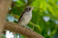 Tiger shrike or thick-billed shrike (Lanius tigrinus) close up in Singapore Royalty Free Stock Photo