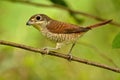 Tiger Shrike.