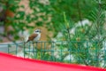 Tiger Shrike Royalty Free Stock Photo