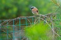 Tiger Shrike Royalty Free Stock Photo