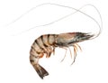 Tiger Shrimp Royalty Free Stock Photo